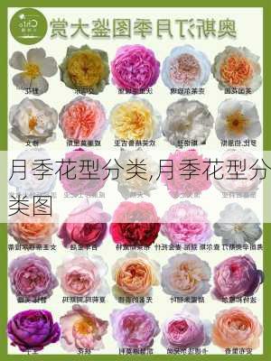 月季花型分类,月季花型分类图