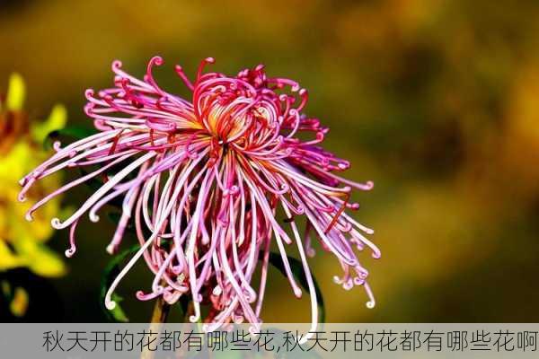 秋天开的花都有哪些花,秋天开的花都有哪些花啊-第3张图片-花卉百科