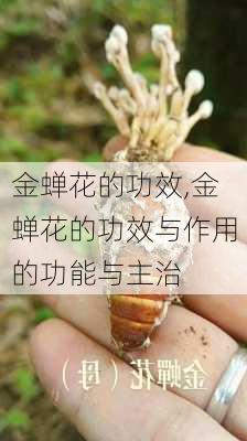 金蝉花的功效,金蝉花的功效与作用的功能与主治-第3张图片-花卉百科