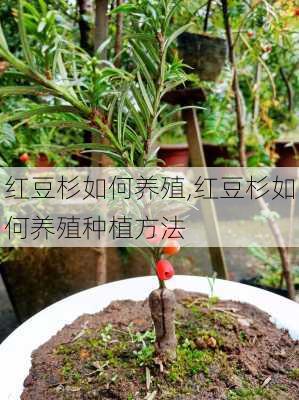 红豆杉如何养殖,红豆杉如何养殖种植方法-第2张图片-花卉百科