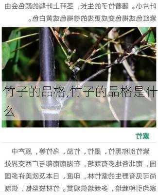 竹子的品格,竹子的品格是什么-第2张图片-花卉百科