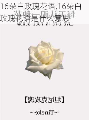 16朵白玫瑰花语,16朵白玫瑰花语是什么意思