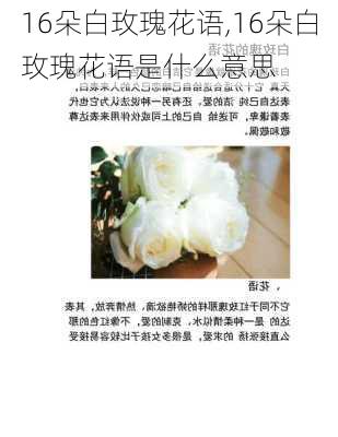 16朵白玫瑰花语,16朵白玫瑰花语是什么意思-第3张图片-花卉百科