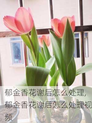 郁金香花谢后怎么处理,郁金香花谢后怎么处理视频-第2张图片-花卉百科