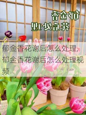 郁金香花谢后怎么处理,郁金香花谢后怎么处理视频