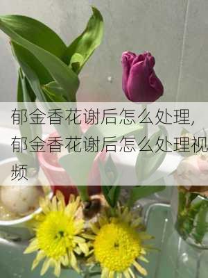 郁金香花谢后怎么处理,郁金香花谢后怎么处理视频-第3张图片-花卉百科