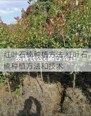 红叶石楠种植方法,红叶石楠种植方法和技术