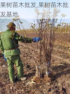 果树苗木批发,果树苗木批发基地