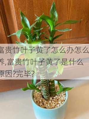 富贵竹叶子黄了怎么办怎么养,富贵竹叶子黄了是什么原因?完毕?