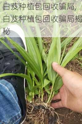 白芨种植包回收骗局,白芨种植包回收骗局揭秘-第1张图片-花卉百科