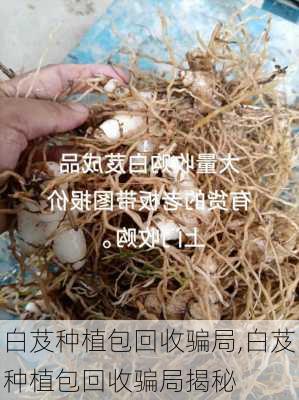 白芨种植包回收骗局,白芨种植包回收骗局揭秘-第3张图片-花卉百科