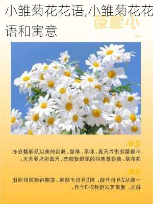 小雏菊花花语,小雏菊花花语和寓意