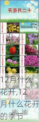 12月什么花开,12月什么花开的季节-第1张图片-花卉百科