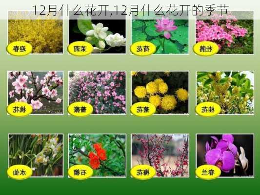 12月什么花开,12月什么花开的季节-第2张图片-花卉百科