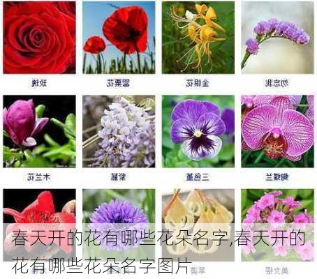 春天开的花有哪些花朵名字,春天开的花有哪些花朵名字图片