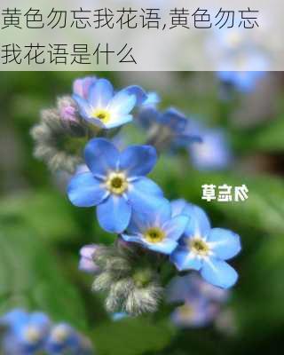 黄色勿忘我花语,黄色勿忘我花语是什么