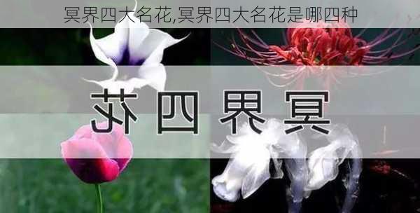 冥界四大名花,冥界四大名花是哪四种