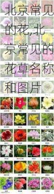 北京常见的花,北京常见的花草名称和图片-第1张图片-花卉百科