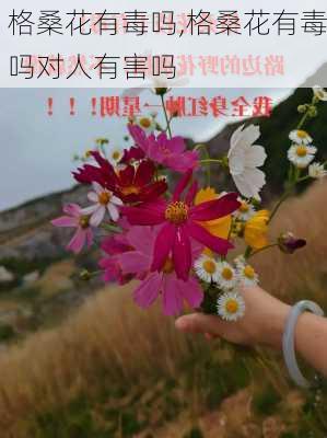 格桑花有毒吗,格桑花有毒吗对人有害吗