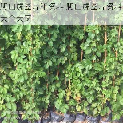 爬山虎图片和资料,爬山虎图片资料大全大图