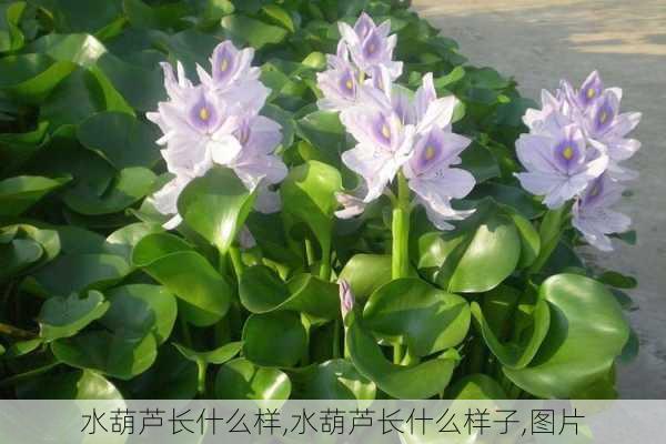 水葫芦长什么样,水葫芦长什么样子,图片