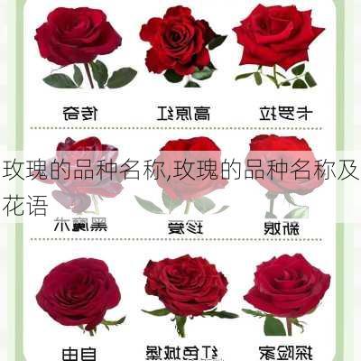 玫瑰的品种名称,玫瑰的品种名称及花语-第1张图片-花卉百科