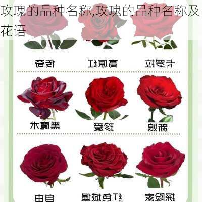 玫瑰的品种名称,玫瑰的品种名称及花语-第2张图片-花卉百科