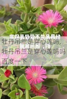 牡丹吊兰是穿心莲吗,牡丹吊兰是穿心莲吗吗百度一下