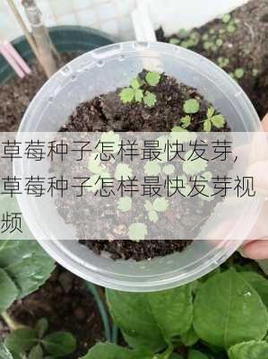 草莓种子怎样最快发芽,草莓种子怎样最快发芽视频-第3张图片-花卉百科