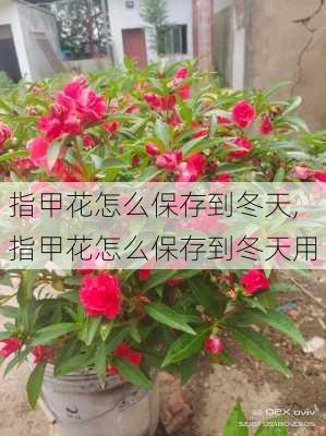 指甲花怎么保存到冬天,指甲花怎么保存到冬天用