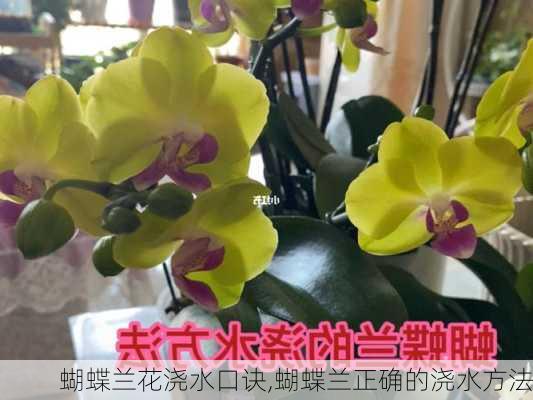 蝴蝶兰花浇水口诀,蝴蝶兰正确的浇水方法-第3张图片-花卉百科