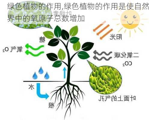 绿色植物的作用,绿色植物的作用是使自然界中的氧原子总数增加