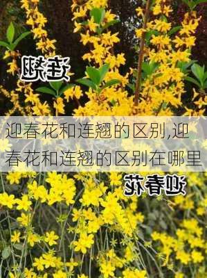 迎春花和连翘的区别,迎春花和连翘的区别在哪里