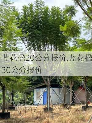 蓝花楹20公分报价,蓝花楹30公分报价