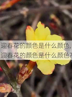 迎春花的颜色是什么颜色,迎春花的颜色是什么颜色?