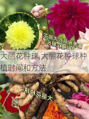 大丽花种球,大丽花种球种植时间和方法