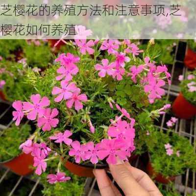 芝樱花的养殖方法和注意事项,芝樱花如何养殖