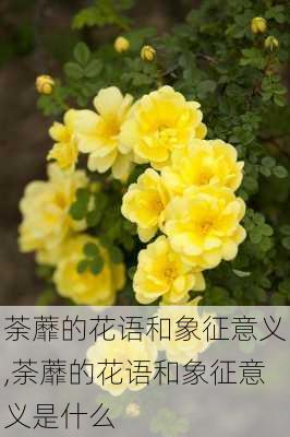 荼蘼的花语和象征意义,荼蘼的花语和象征意义是什么-第2张图片-花卉百科