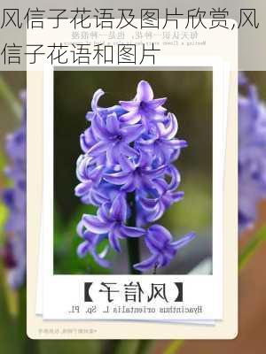 风信子花语及图片欣赏,风信子花语和图片