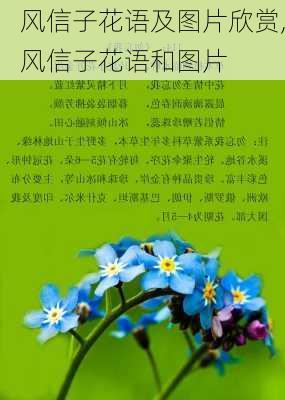 风信子花语及图片欣赏,风信子花语和图片-第3张图片-花卉百科