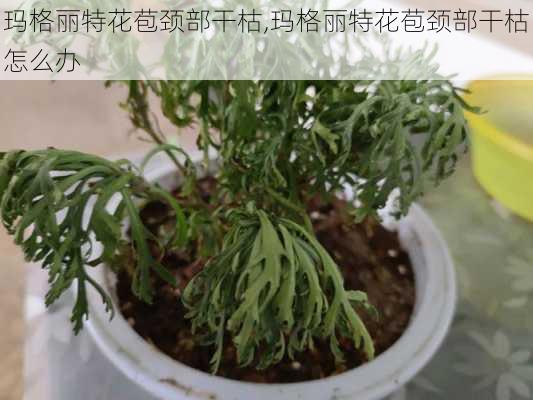 玛格丽特花苞颈部干枯,玛格丽特花苞颈部干枯怎么办