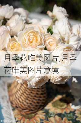 月季花唯美图片,月季花唯美图片意境