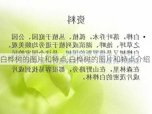 白桦树的图片和特点,白桦树的图片和特点介绍