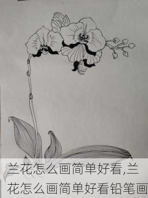 兰花怎么画简单好看,兰花怎么画简单好看铅笔画-第3张图片-花卉百科