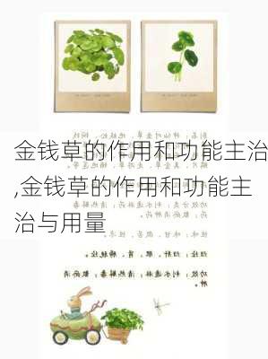 金钱草的作用和功能主治,金钱草的作用和功能主治与用量