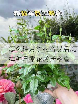 怎么种月季花容易活,怎样种月季花成活率高