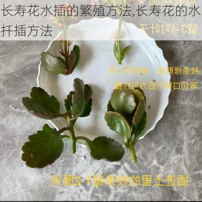 长寿花水插的繁殖方法,长寿花的水扦插方法