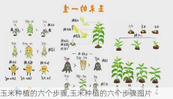 玉米种植的六个步骤,玉米种植的六个步骤图片