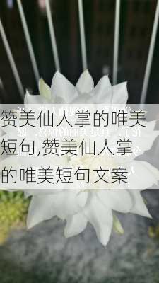 赞美仙人掌的唯美短句,赞美仙人掌的唯美短句文案-第2张图片-花卉百科