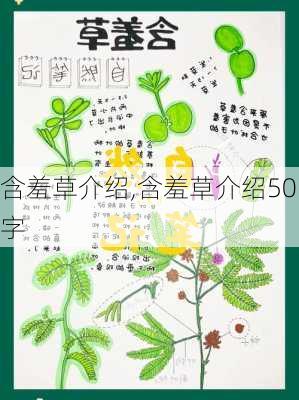 含羞草介绍,含羞草介绍50字